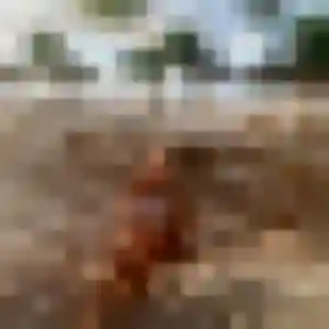Amel, 23 ans, cherche un rencontre sexe à Barberaz
