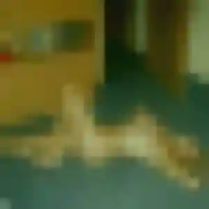 Anna, 21 ans, en ligne à Le Haillan pour une rencontre coquine